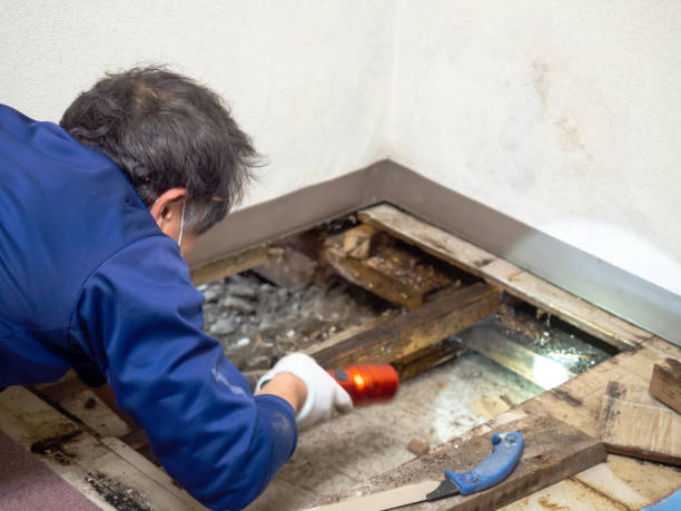 Best Toxic Mold Removal  in Columbiana, AL