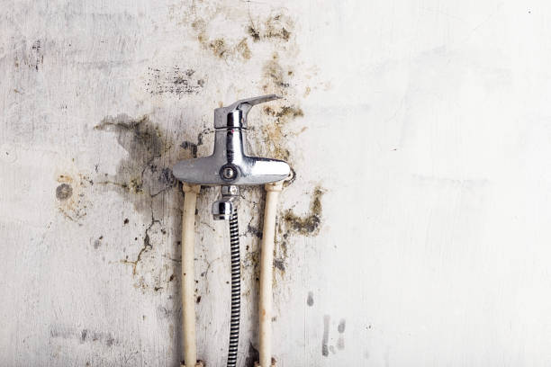 Best Professional Mold Removal  in Columbiana, AL