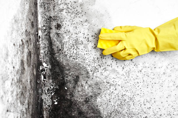 Best Commercial Mold Removal  in Columbiana, AL