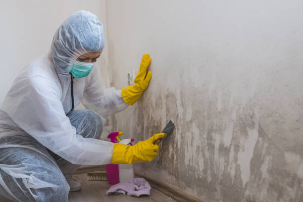 Best Mold Damage Repair  in Columbiana, AL