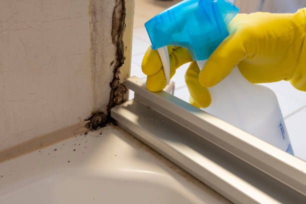 Best Home Mold Removal  in Columbiana, AL