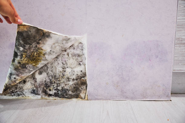 Home Mold Removal in Columbiana, AL